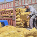 Free High-Yield Potato Seeds Boost Farmer Incomes in China’s ‘Potato Capital