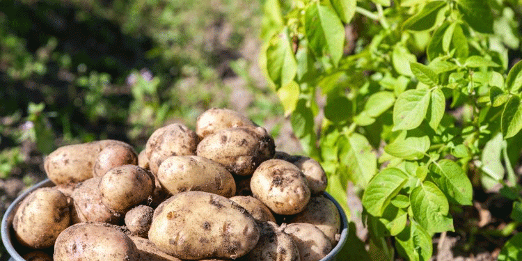 Revolutionizing Potato Farming: A Low-Cost, Efficient Method for Small-Scale Growers