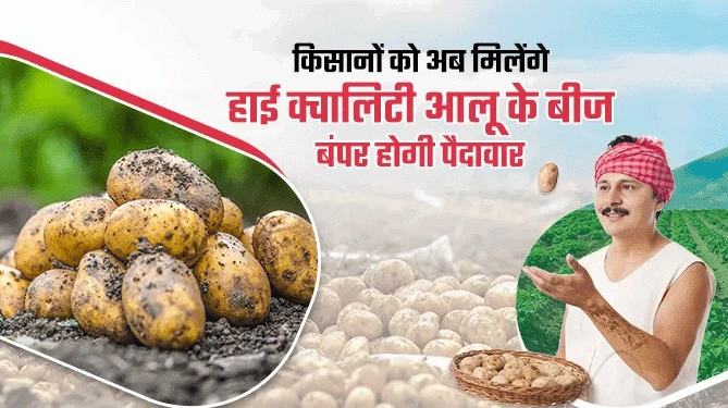 Revolutionizing Potato Farming: Haryana’s Landmark Agreement with International Potato Center to Boost Seed Production