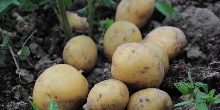 Potato Harvest Surges 36% Year-on-Year, But Farmers Face Price Slump and Export Delays