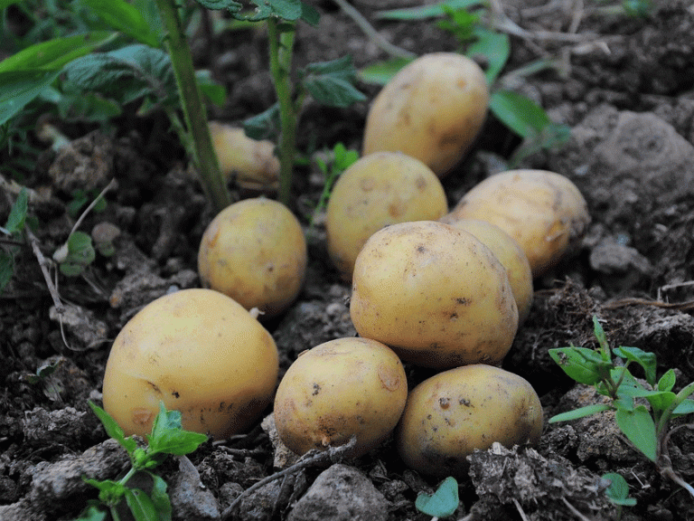 Potato Harvest Surges 36% Year-on-Year, But Farmers Face Price Slump and Export Delays 26 Potato Harvest Surges 36% Year-on-Year, But Farmers Face Price Slump and Export Delays