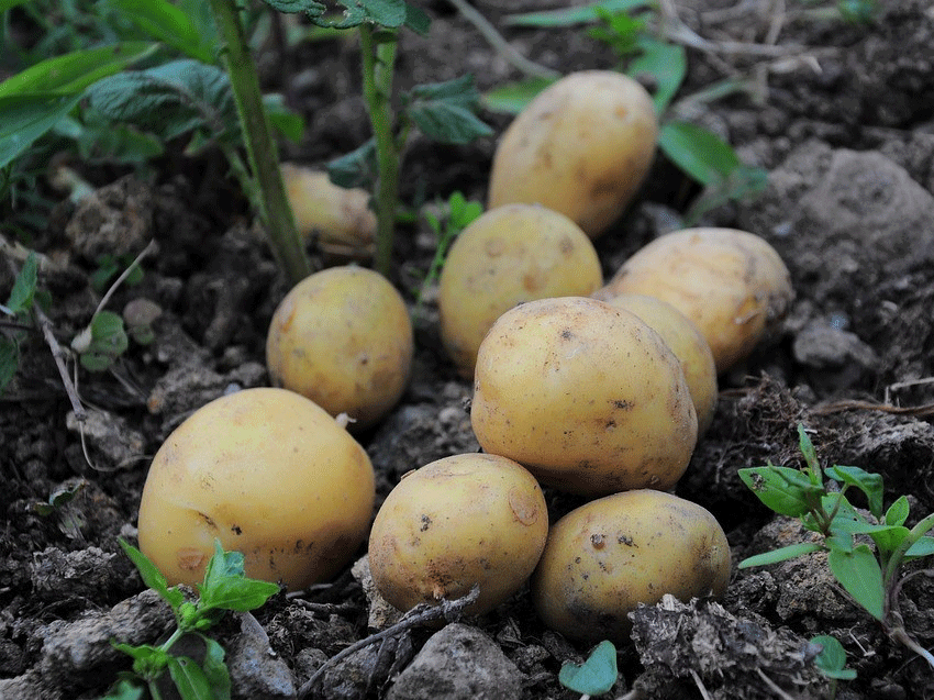 Potato Harvest Surges 36% Year-on-Year, But Farmers Face Price Slump and Export Delays