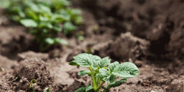 Cautious Optimism for Organic Potato Harvest: Recovery After Two Challenging Seasons