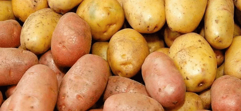 Why Does Local Potatoes Run Out by April? Challenges and Solutions for Sustainable Vegetable Farming in Kuzbass