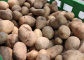 Record Potato Harvests but Hidden Risks: Can Price Stability Last?
