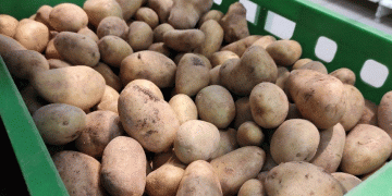 Record Potato Harvests but Hidden Risks: Can Price Stability Last?