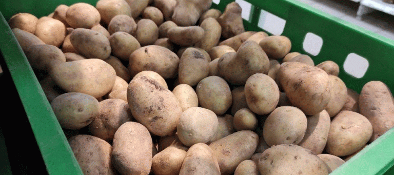 Record Potato Harvests but Hidden Risks: Can Price Stability Last?