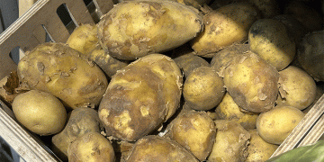 Heatwave Threatens Russia’s Potato and Tomato Harvests: Will Prices Surge?