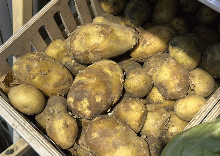 Heatwave Threatens Russia’s Potato and Tomato Harvests: Will Prices Surge? 10 Heatwave Threatens Russia’s Potato and Tomato Harvests: Will Prices Surge?