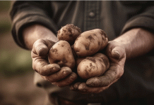 Удвойте урожай картофеля: простой способ вырастить гигантские клубни вместо пышной листвы