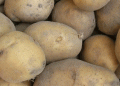 Omsk Region on Track for 320,000-Ton Potato Harvest: Early Start Boosts Optimism
