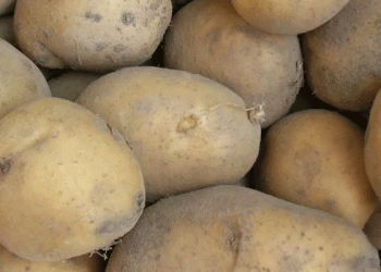Omsk Region on Track for 320,000-Ton Potato Harvest: Early Start Boosts Optimism