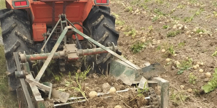 Boosting Profits with Processing Potatoes: How Bac Giang Farmers Earn 3.5 Million VND per Sao