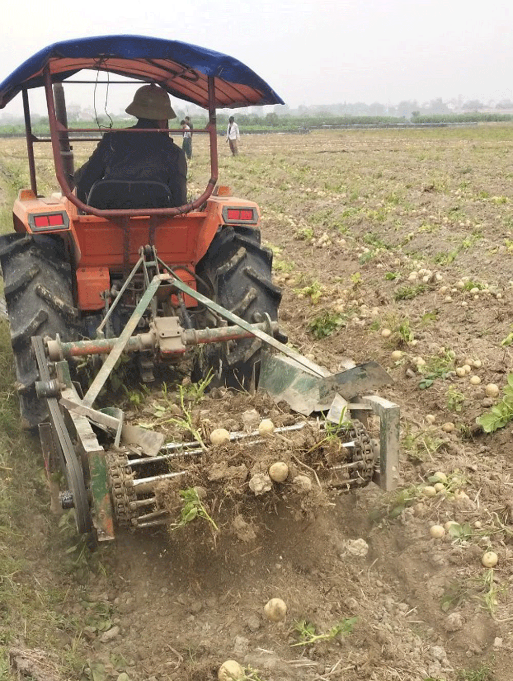 Boosting Profits with Processing Potatoes: How Bac Giang Farmers Earn 3.5 Million VND per Sao