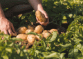 Guà’s New Potato Harvest Begins: High Quality Amid Challenges – Can the Sector Survive Rising Costs?