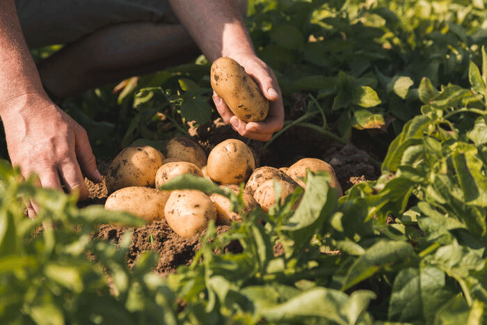 Guàs neue Kartoffelernte beginnt: Hohe Qualität trotz Herausforderungen – kann der Sektor die steigenden Kosten überleben?