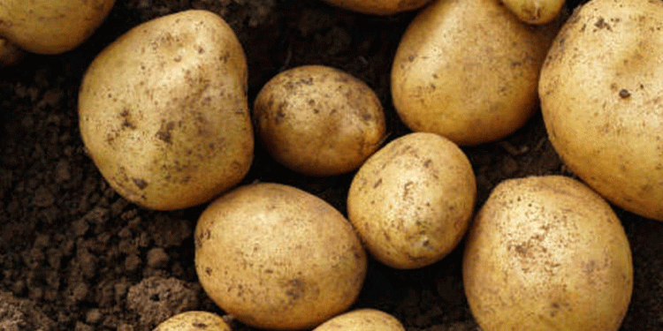 Excessive Rains Threaten Potato Harvest in Novosibirsk: Urgent Measures to Save Crops
