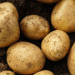 Excessive Rains Threaten Potato Harvest in Novosibirsk: Urgent Measures to Save Crops