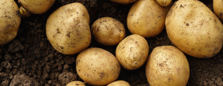 Excessive Rains Threaten Potato Harvest in Novosibirsk: Urgent Measures to Save Crops 5 Excessive Rains Threaten Potato Harvest in Novosibirsk: Urgent Measures to Save Crops