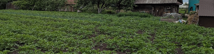 Why Removing Potato Tops Before Harvest is a Must: Agronomist’s Expert Advice for Better Yield and Storage