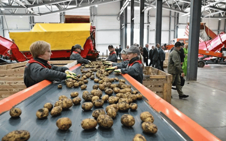 Beyond the Field: Strategic Investment in Potato Processing Mitigates Market Volatility and Adds Value 21 Beyond the Field: Strategic Investment in Potato Processing Mitigates Market Volatility and Adds Value