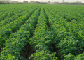 Organic Potato Farming: High Rewards but Steep Challenges – A Global Economic Analysis
