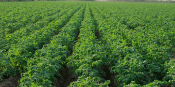 Organic Potato Farming: High Rewards but Steep Challenges – A Global Economic Analysis