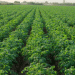 Organic Potato Farming: High Rewards but Steep Challenges – A Global Economic Analysis