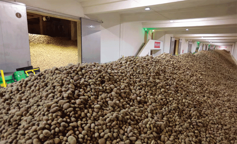 Potato Theft in North Korea: A Desperate Struggle for Survival Amid Food Shortages