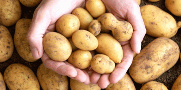 Kufri Chipsona-5: The Best Choice for Potato Chips Production