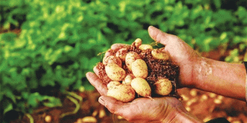 Building a Potato Powerhouse: How Dingxi Leads China’s Potato Industry to New Heights