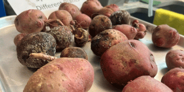 Black Dot on Potatoes: A New Threat for Growers?