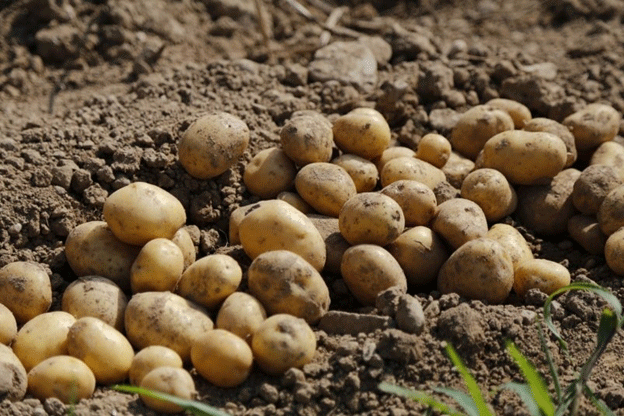 Welche Kartoffel bringt mehr Ertrag: geschnitten oder ganz? Agronom gibt klare Antwort
