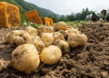 UNECE Updates Global Seed Potato Standard: What Farmers and Agronomists Need to Know