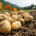 UNECE Updates Global Seed Potato Standard: What Farmers and Agronomists Need to Know