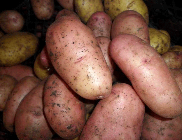 How New Potato Varieties Are Combating Nutrient Deficiencies in Rwanda 48 How New Potato Varieties Are Combating Nutrient Deficiencies in Rwanda