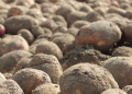 Mongolia’s Sudden Potato Export Ban: Implications for Buryatia’s Agriculture and Food Security