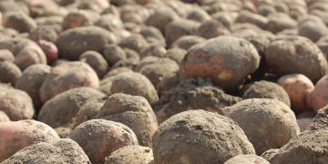 Mongolia’s Sudden Potato Export Ban: Implications for Buryatia’s Agriculture and Food Security