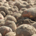 Mongolia’s Sudden Potato Export Ban: Implications for Buryatia’s Agriculture and Food Security