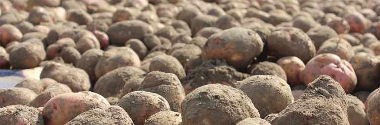 Mongolia’s Sudden Potato Export Ban: Implications for Buryatia’s Agriculture and Food Security
