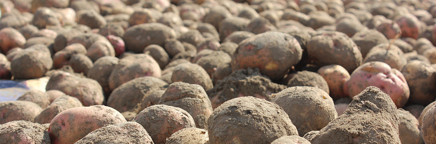 Mongolia’s Sudden Potato Export Ban: Implications for Buryatia’s Agriculture and Food Security