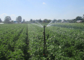 Early Potato Harvest Booms with Irrigation, but Main Crop Faces Drought Challenges