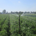 Early Potato Harvest Booms with Irrigation, but Main Crop Faces Drought Challenges