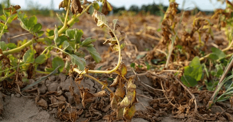 Heat Stress and Drought Threaten Potato Farming: Can Swiss Agriculture Adapt? 5 Heat Stress and Drought Threaten Potato Farming: Can Swiss Agriculture Adapt?