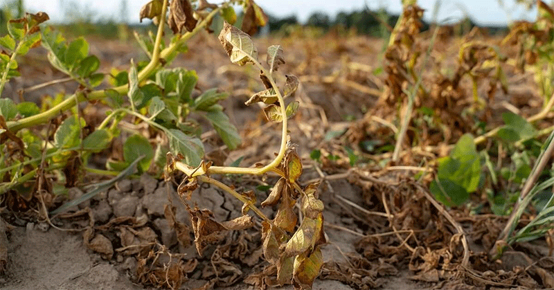 Heat Stress and Drought Threaten Potato Farming: Can Swiss Agriculture Adapt?
