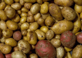 Why Some Potato Varieties Should Be Forgotten – A Warning for Farmers and Gardeners