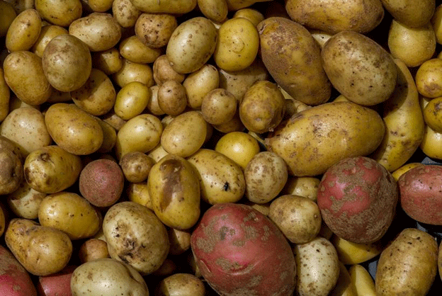 Warum manche Kartoffelsorten in Vergessenheit geraten sollten – Eine Warnung für Landwirte und Gärtner