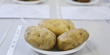 Potatoes and Patissons: Natural Copper Sources to Boost Brain Health and Combat Dementia