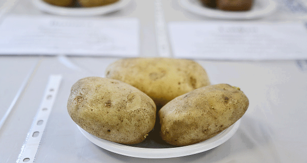 Potatoes and Patissons: Natural Copper Sources to Boost Brain Health and Combat Dementia