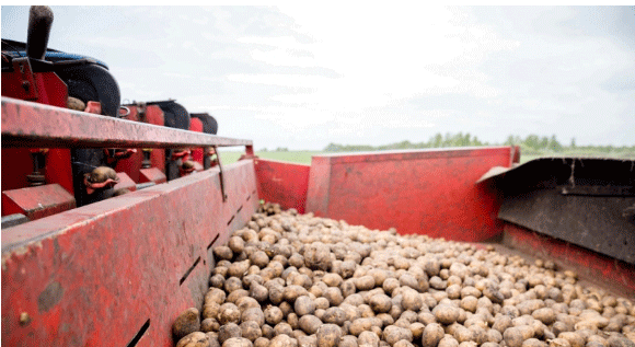 Why Are Potato Prices Surging? Key Factors and Solutions for the Agricultural Sector 36 Why Are Potato Prices Surging? Key Factors and Solutions for the Agricultural Sector